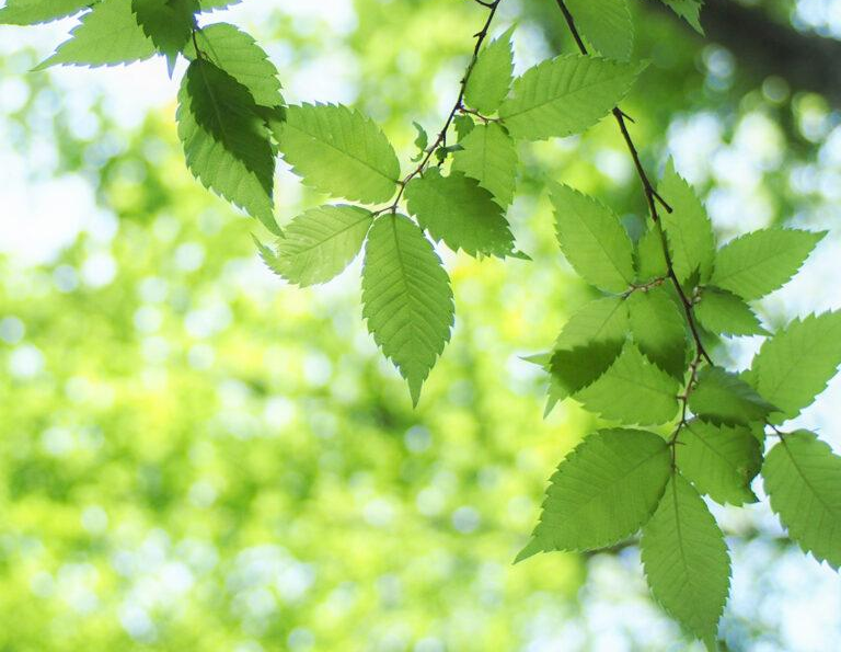 Solar energy helps Carbon Footprint Reduction - BlueSky