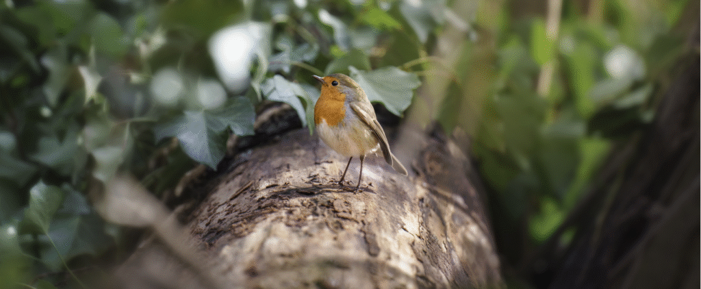 Solar energy helps in preservation of ecosystems - BlueSky
