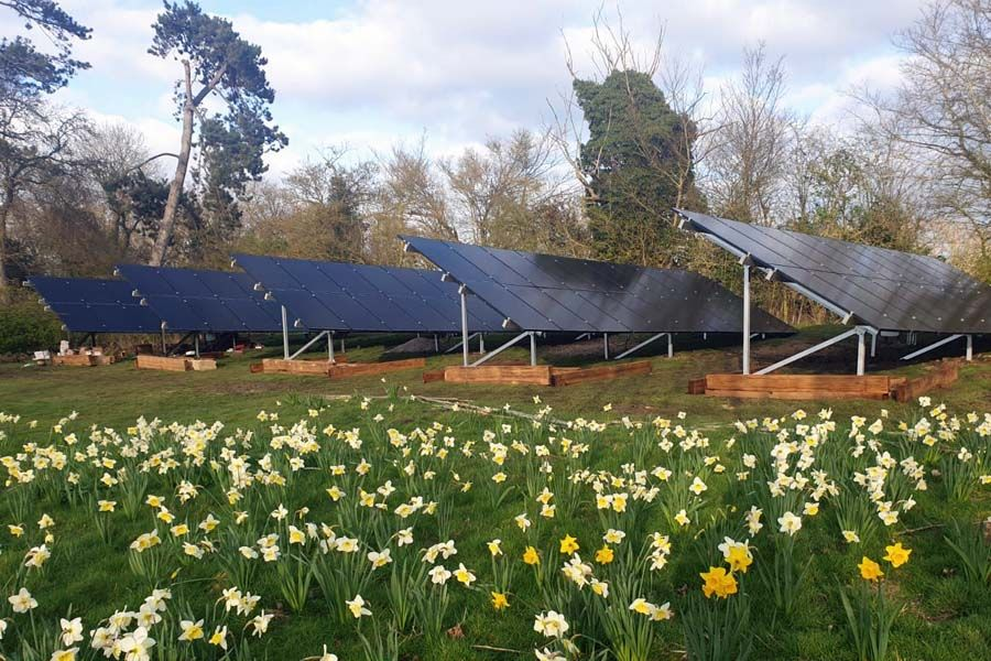 Ground-Mounted vs. Roof-Mounted Solar: Pros & Cons for Hawaii Homes 2 Rows of ground-mounted solar panels on metal racks, in a Daffodil Field